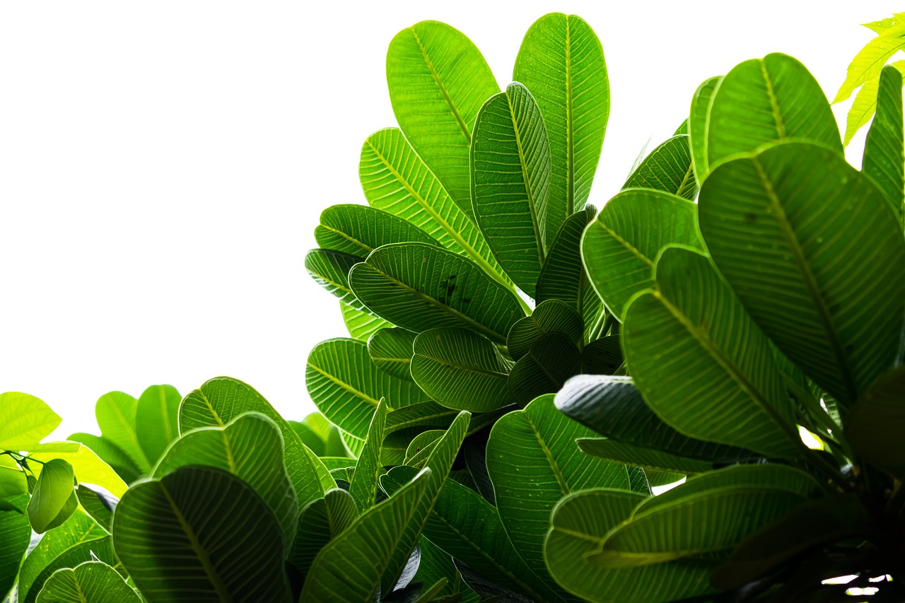 Eco-friendly Safety Measures to Consider